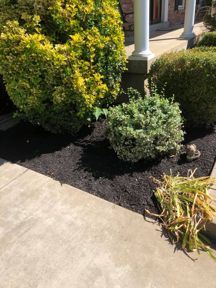 Tree trimming and canopy shaping